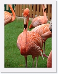 Flamingos (8) * 576 x 768 * (65KB)